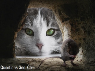 Like a cat chasing a mouce we as Chistians need to choose our focus and approach. 