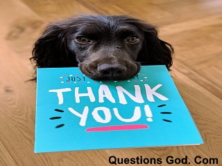 Your dog or cat can tell if you are caring.